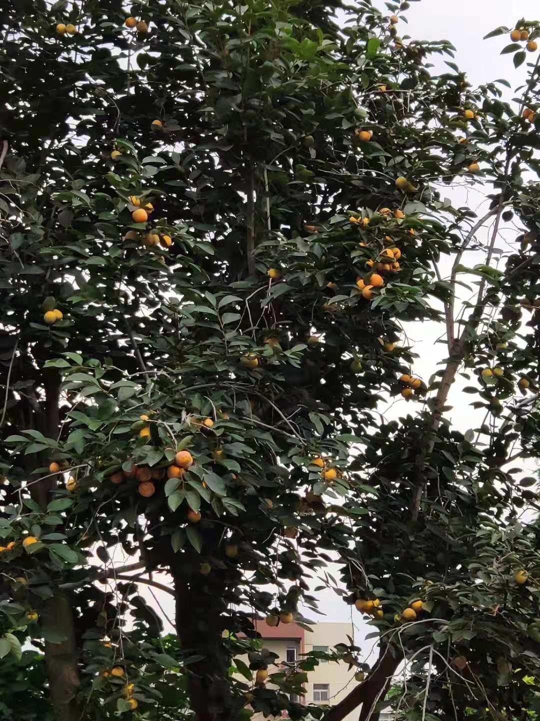 柿子蚧的用药时间,柿子树上的蚧虫用什么药打