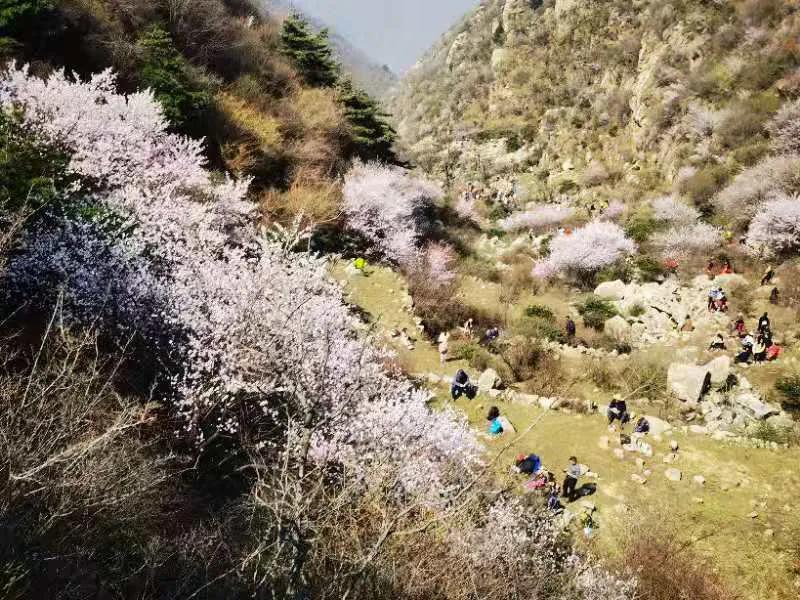 桃花依旧笑春风散文,关于桃花依旧笑春风的散文