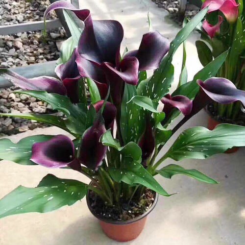 阳台只养一种花全年花开不断,阳台种花只开花不结果