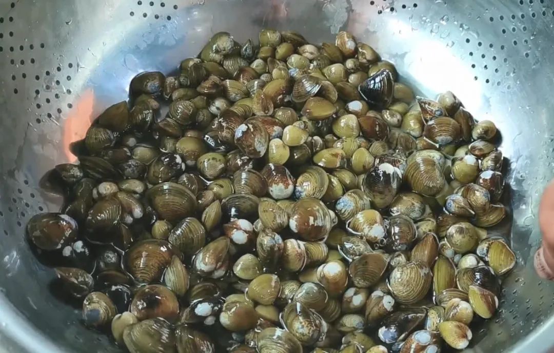 蛤蜊蚶子蛏子区别,蛏子海螺牡蛎蛤蜊