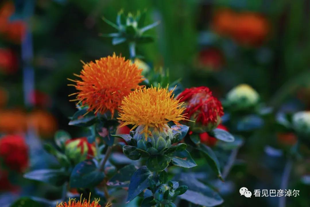 七分钟带你领略大美乌拉特前旗 (带你去看乌拉特前旗)