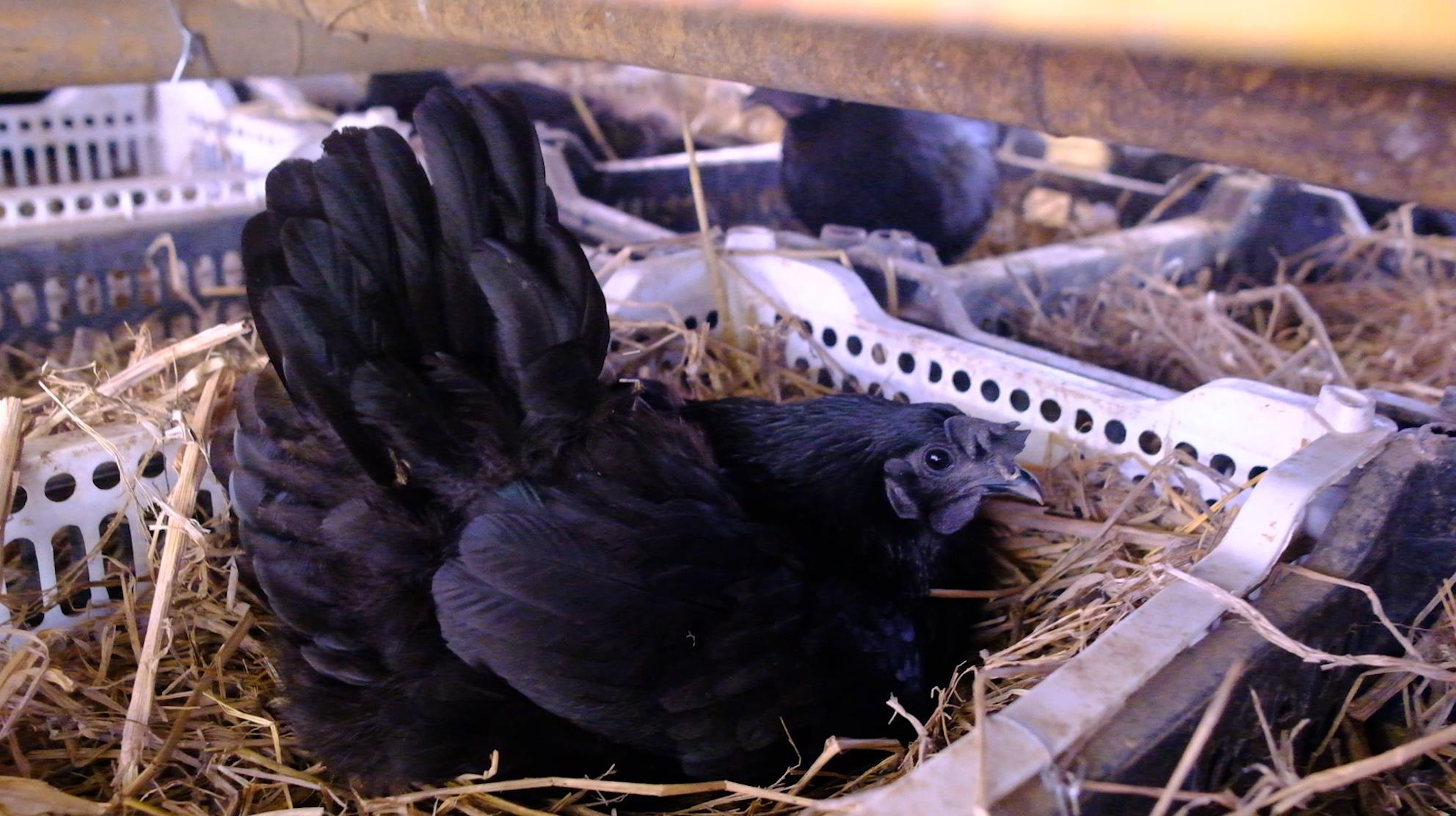 卖完公鸡留母鸡生蛋，不按斤按盒卖70-100块，居然收入千万