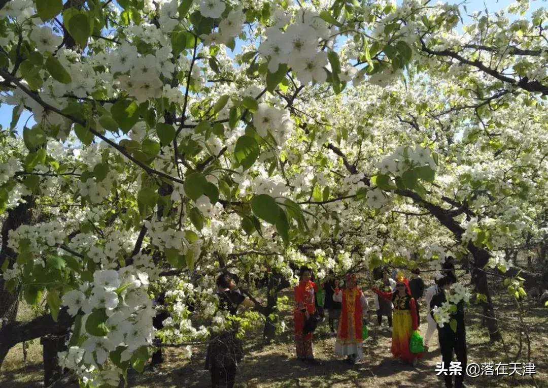 天津桃花堤开放吗,天津桃花堤桃花什么时间开花