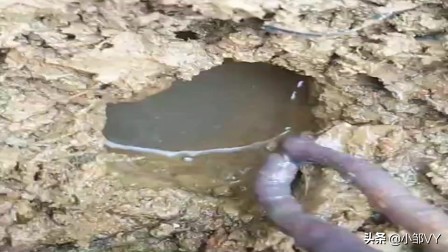 钓黄鳝的方法与注意事项,掌握四种钓法