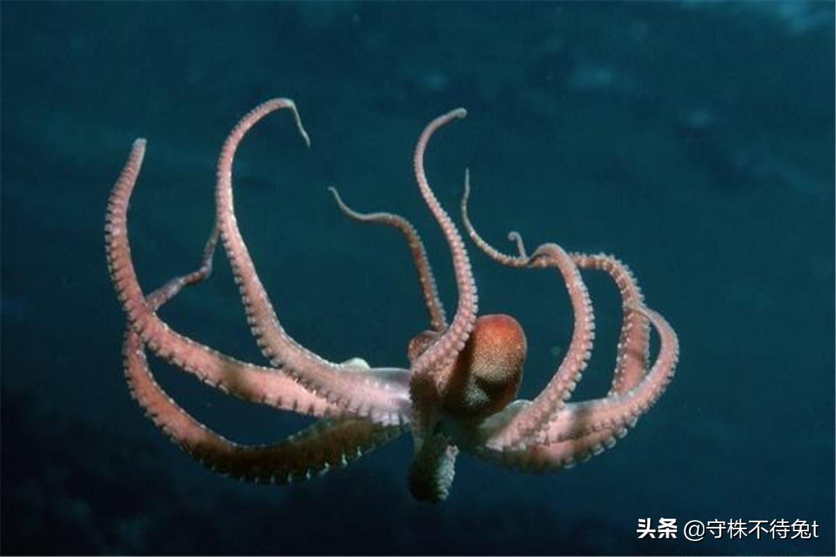 ​10个冷知识：为什么法拉利上，只有副驾驶一面化妆镜