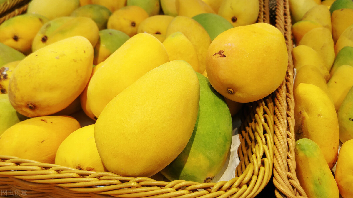 芒果贵妃芒金煌芒,海南芒果金煌芒和贵妃芒