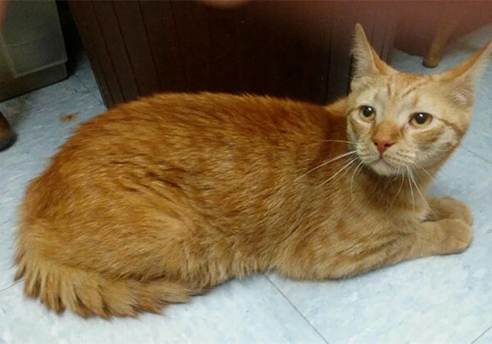 猫咪铲屎官必须知道的事情,猫咪肺部肿瘤症状及治疗方法