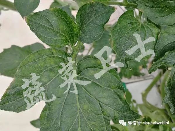 番茄褪绿病毒怎么防治,番茄褪绿病毒要不要灌根