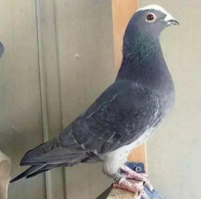 国血赛鸽赛场表现,最新最全信鸽特征