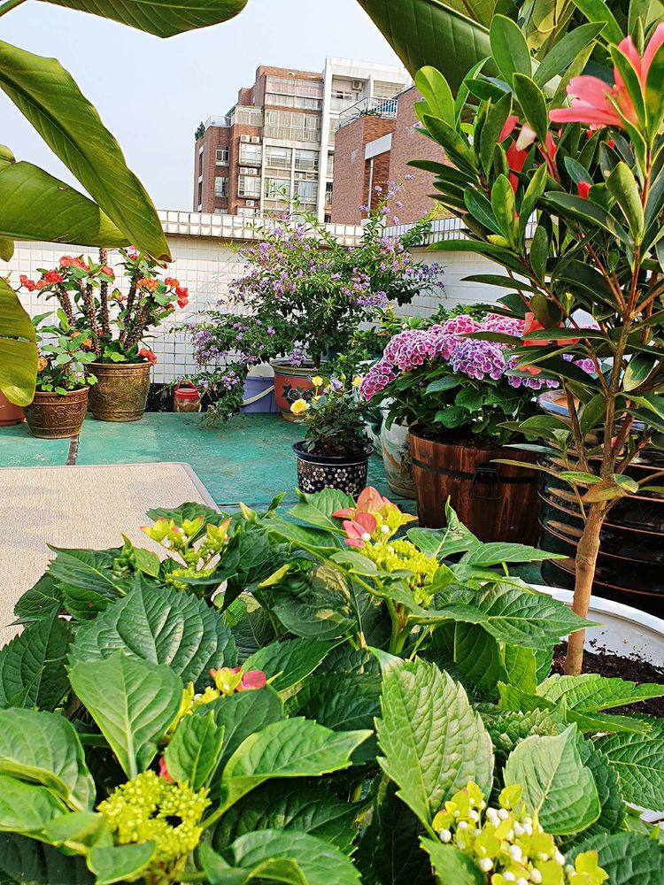 15平米露台改造成功案例,50平方楼顶改造露台和花园