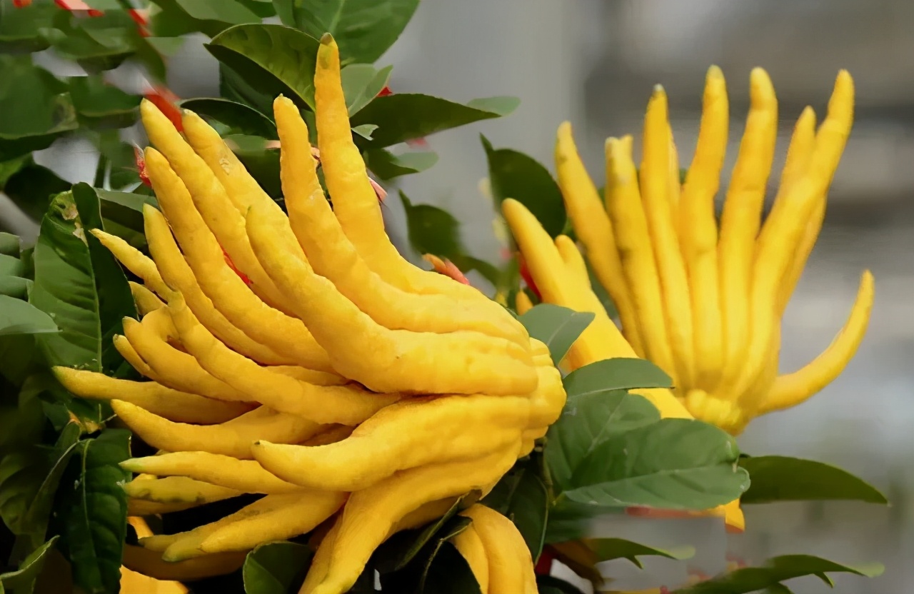 佛手柑精油,简单家庭佛手自制精油