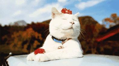 家里的猫咪有病了怎么办,猫咪佝偻病