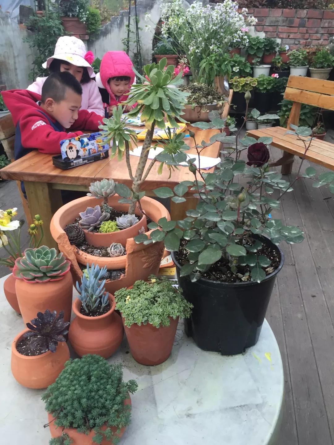 建一座完全不打药的生态花园,所有生命在这里和谐共处,值得收藏