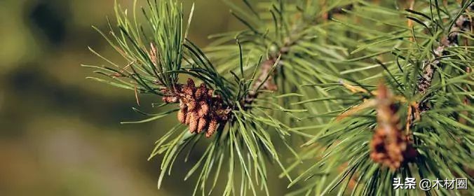 加拿大盛产哪些木材,加拿大bc省真实图片