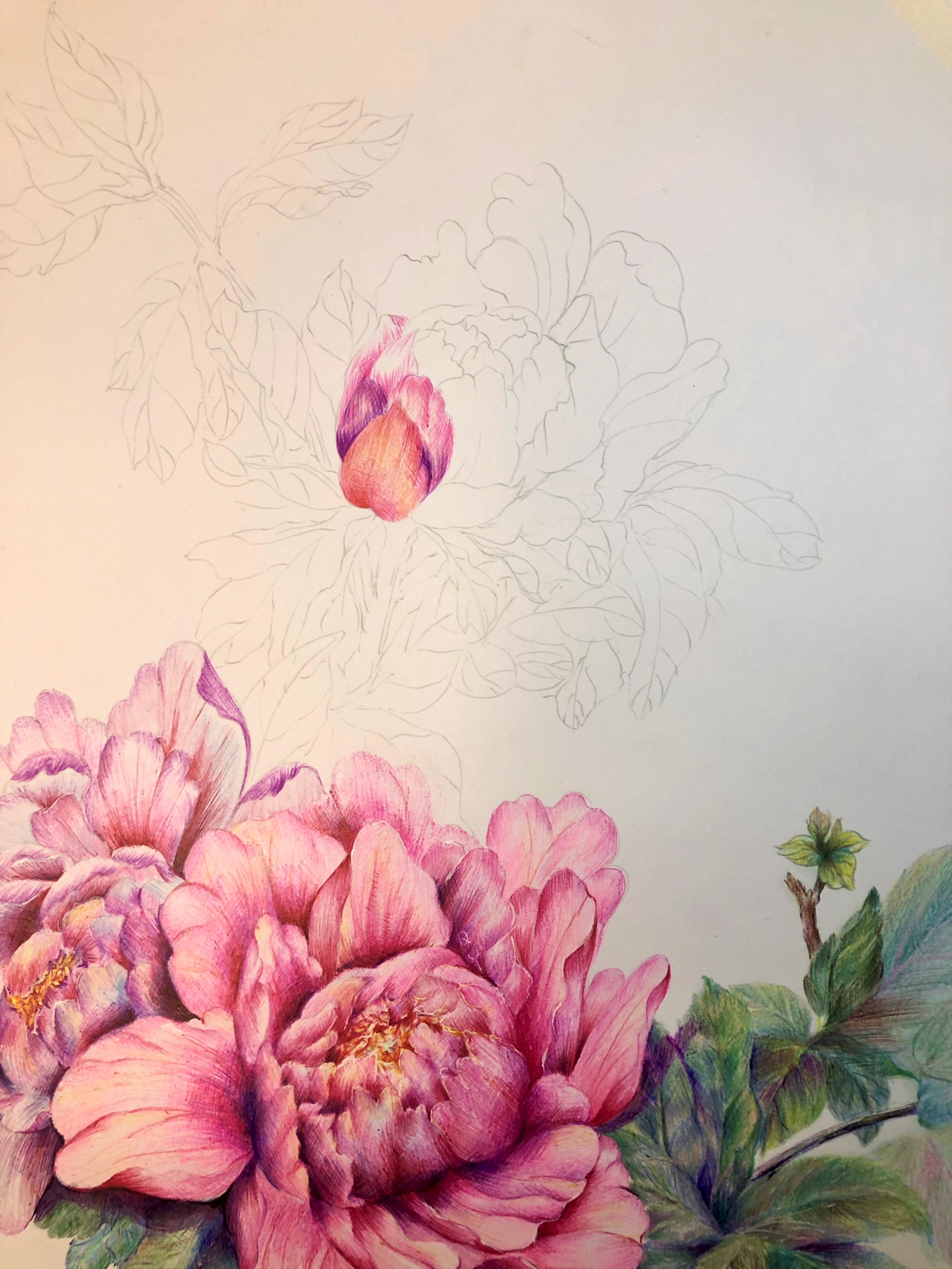 圆珠笔画牡丹教学,圆珠笔画牡丹的画法