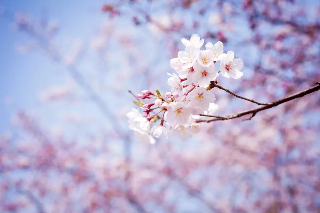 不输日本的3个赏樱地,何必舍近求远国内10大赏樱胜地