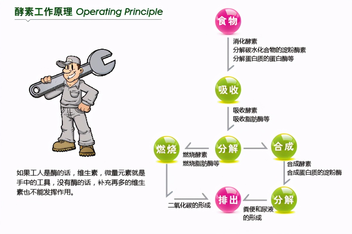 酵素真的能减肥吗,酵素真的能减肥