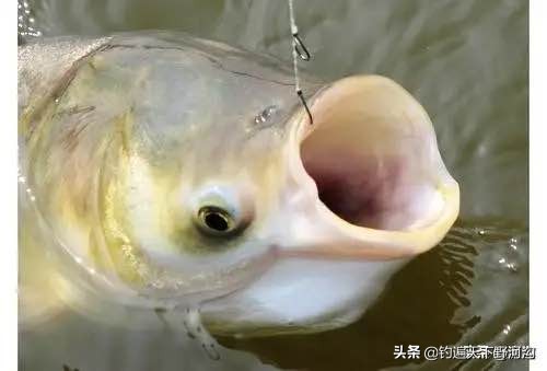 有水中清道夫之称的鱼类,有清道夫该怎么钓