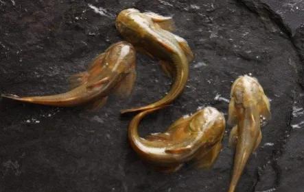 中国最好吃的4大淡水鱼,中国特别好吃的10种淡水鱼