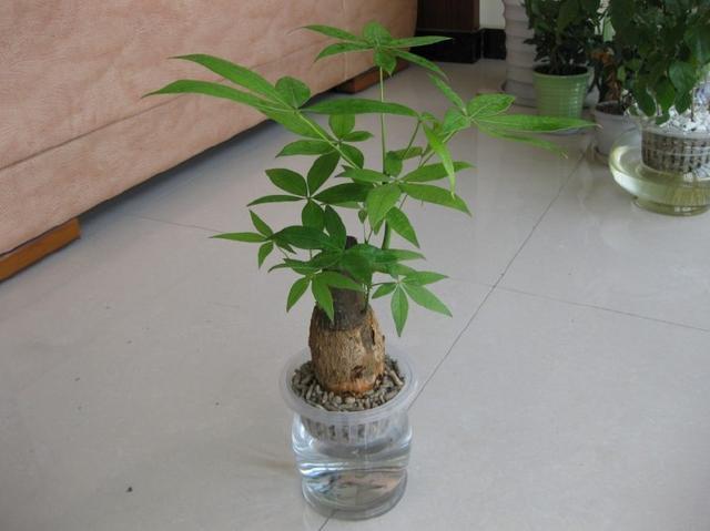 这几种草养在家里比花还漂亮,什么草当盆栽好看好养又好养