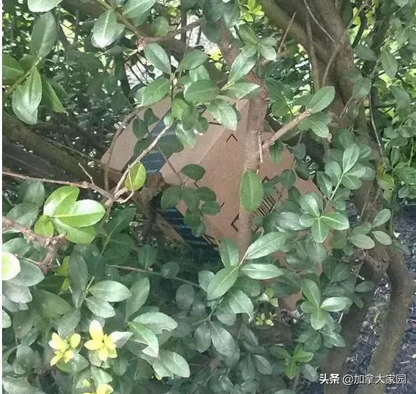 寄包裹去加拿大,寄加拿大包裹加拿大收税吗