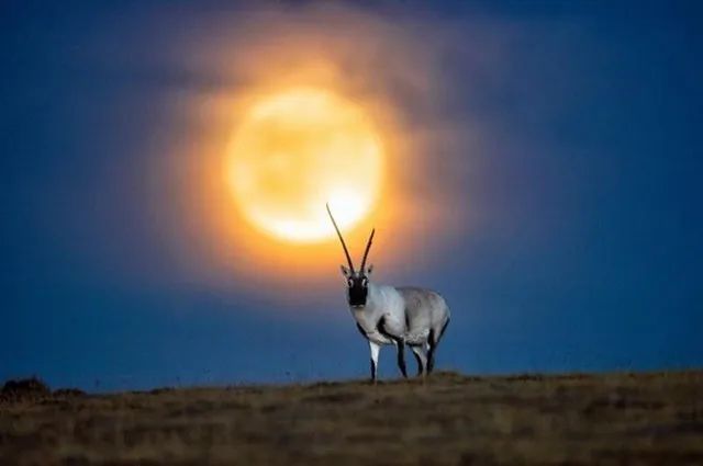 这八种野生动物千万别吃,这八种野生动物千万不要吃