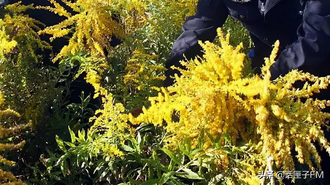 4米长,手臂粗!海关截获眼镜王蛇,现场还在不断喷射毒液