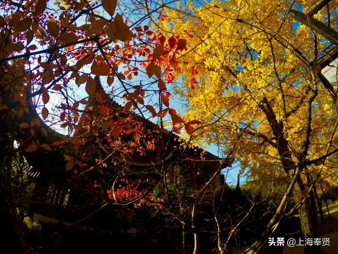 “秀木参天满目娆，落黄漫舞万千娇”二严寺600多年的雌雄古银杏，看了就移不开眼