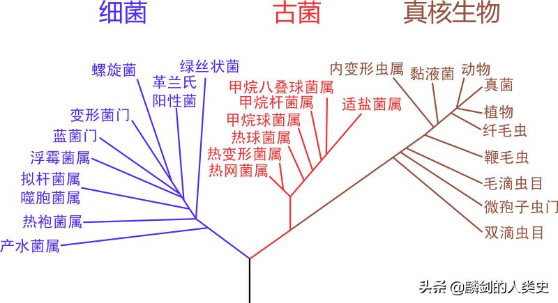 地球生物的基础知识,从单细胞生物进化到人类全过程