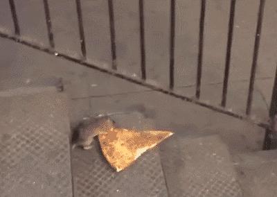 为什么老鼠敢咬熟睡的人,如果你被老鼠咬了会不会死