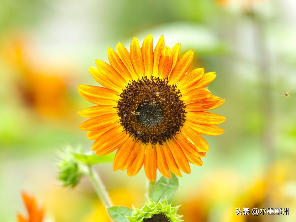 番木瓜的移栽,番木瓜如何育苗