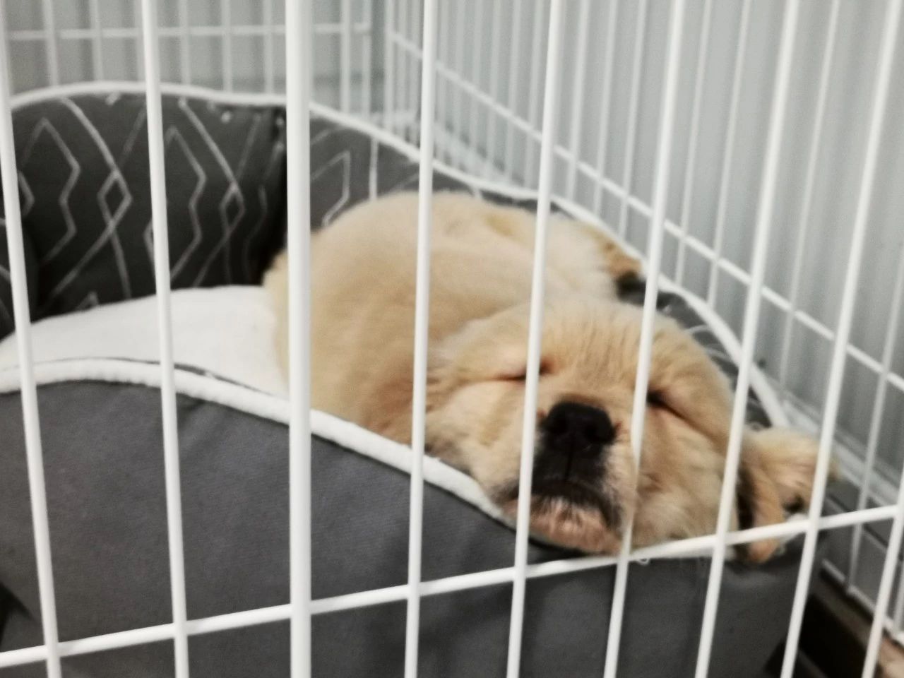 狗狗咬人怎么办,狗狗咬人怎么处理最好