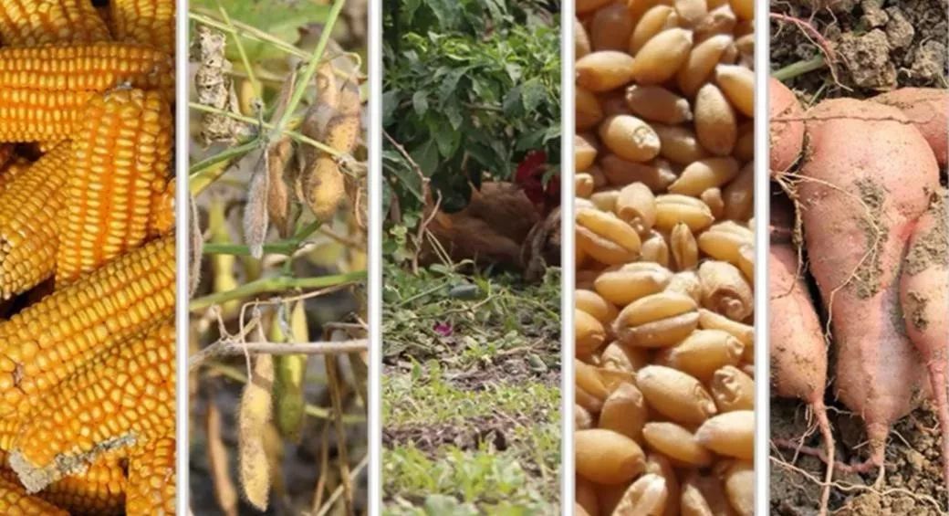 我在农村做代购：自购4万只小鸡送村民被骂“傻瓜”，现年销700万