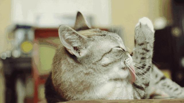 雄性猫为什么要长倒刺，在繁衍时刮伤雌性？这倒刺可不简单