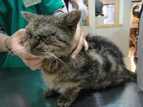 猫咪过度舔舐挠痒怎么办,猫咪过分挠猫砂