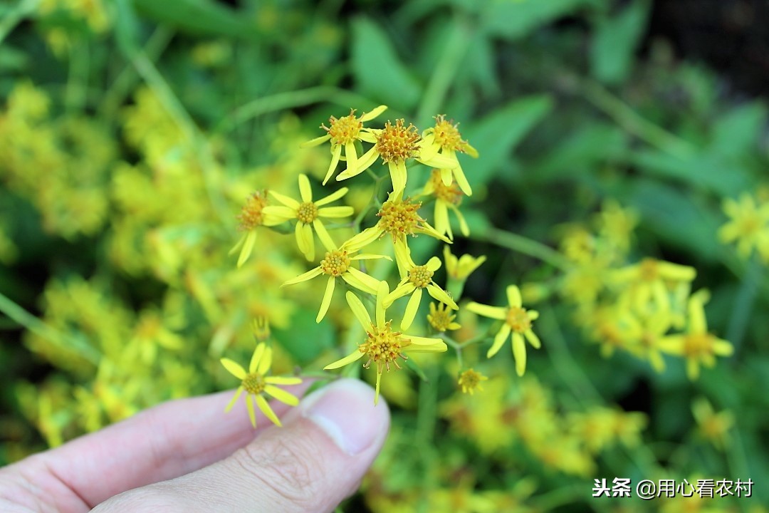 野生小黄花有什么用,小黄花图片与功效