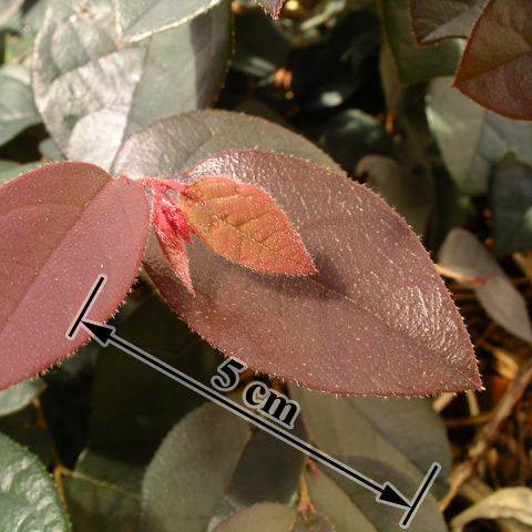 小叶金缕梅有几种颜色的花,金缕梅植物