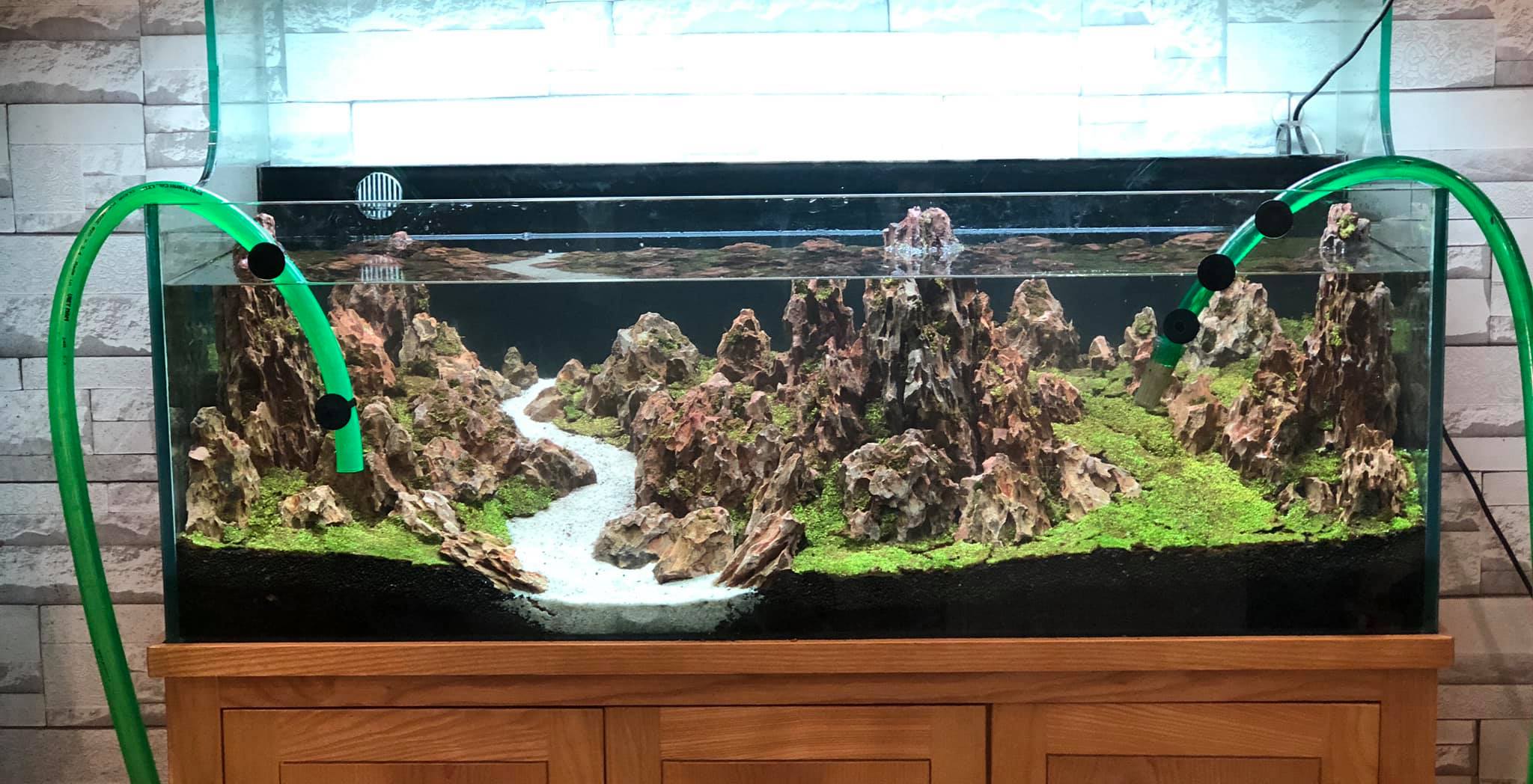 鱼缸有鱼了怎么建立硝化系统,新手裸缸怎么建立鱼缸硝化系统