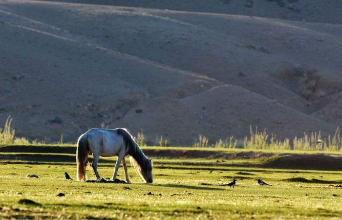 作为巴彦淖尔人，居然不知道一山两原是什么？