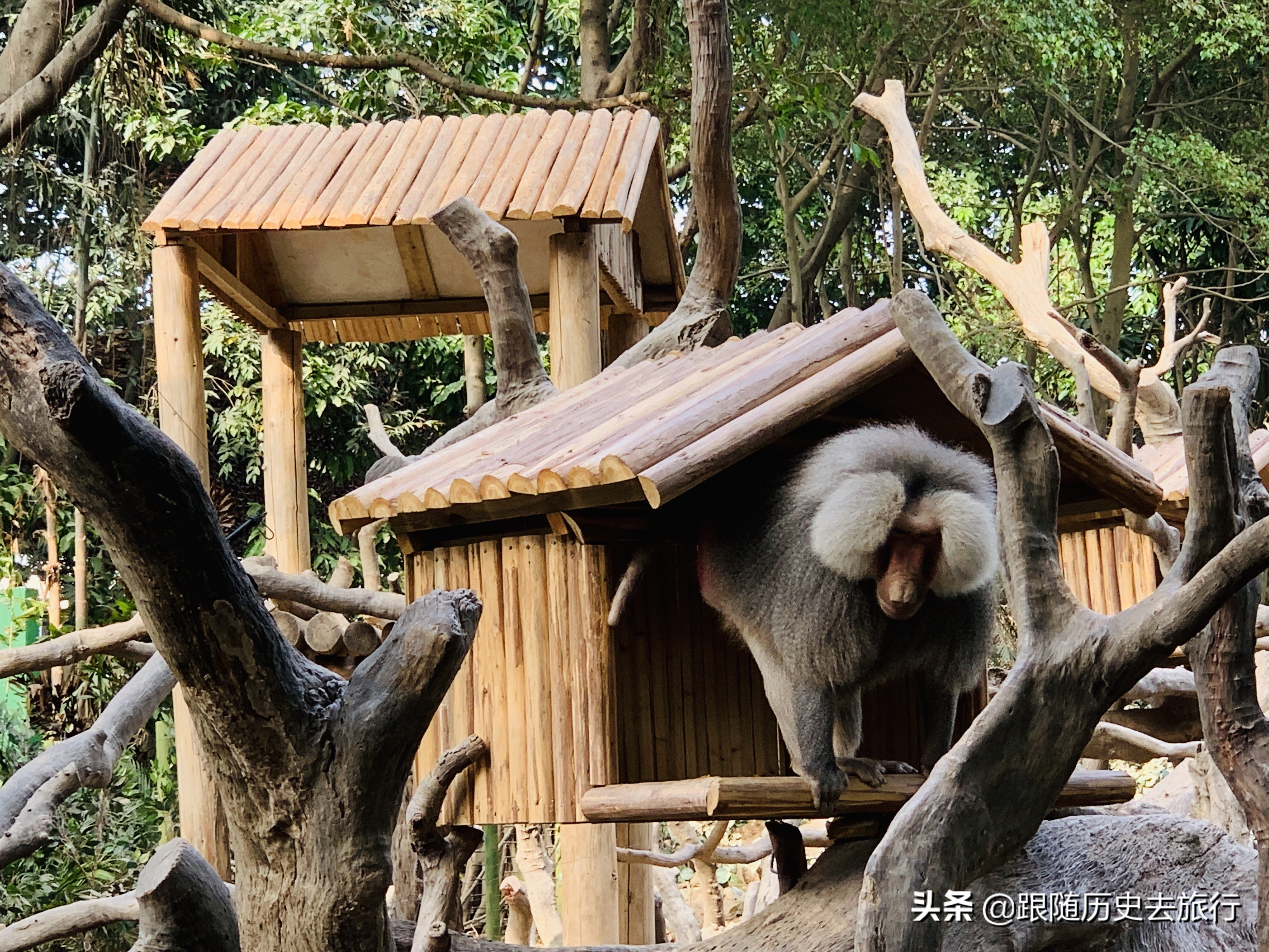 广州长隆动物园大熊猫门票多少钱,广州长隆水动物世界看大熊猫攻略