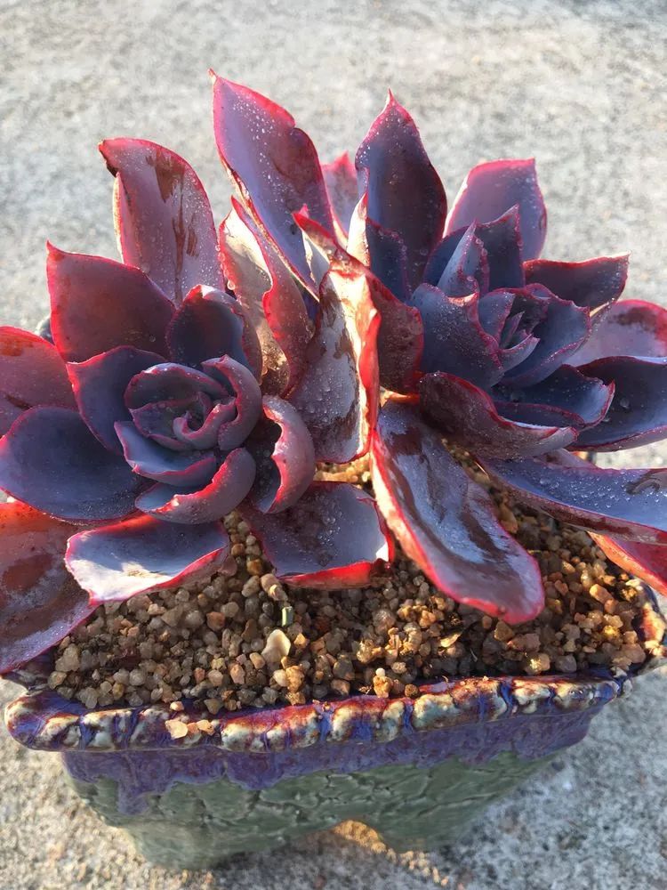 五颜六色的透明多肉,颜色超好看的多肉