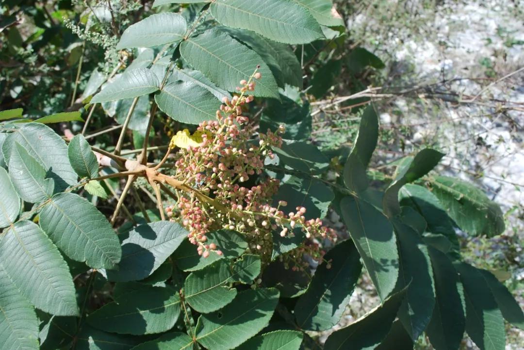 硬核整理!高清中药教材原植物彩*图色**谱(四期)