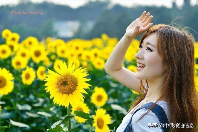 俄罗斯顿河葵花籽油,葵花籽油菜籽油俄罗斯