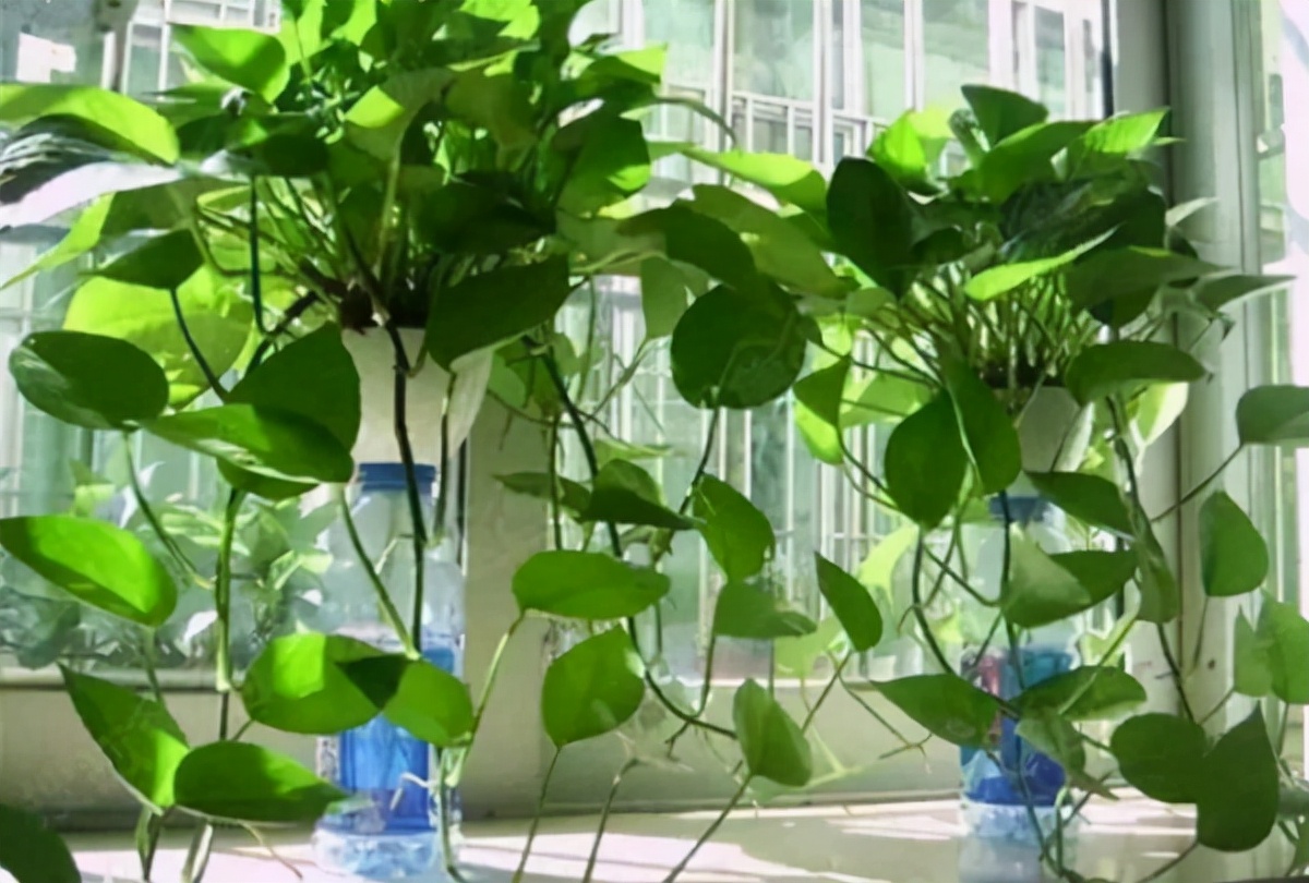 公认除甲醛最快的4种方法,家具除甲醛最好最快的方法