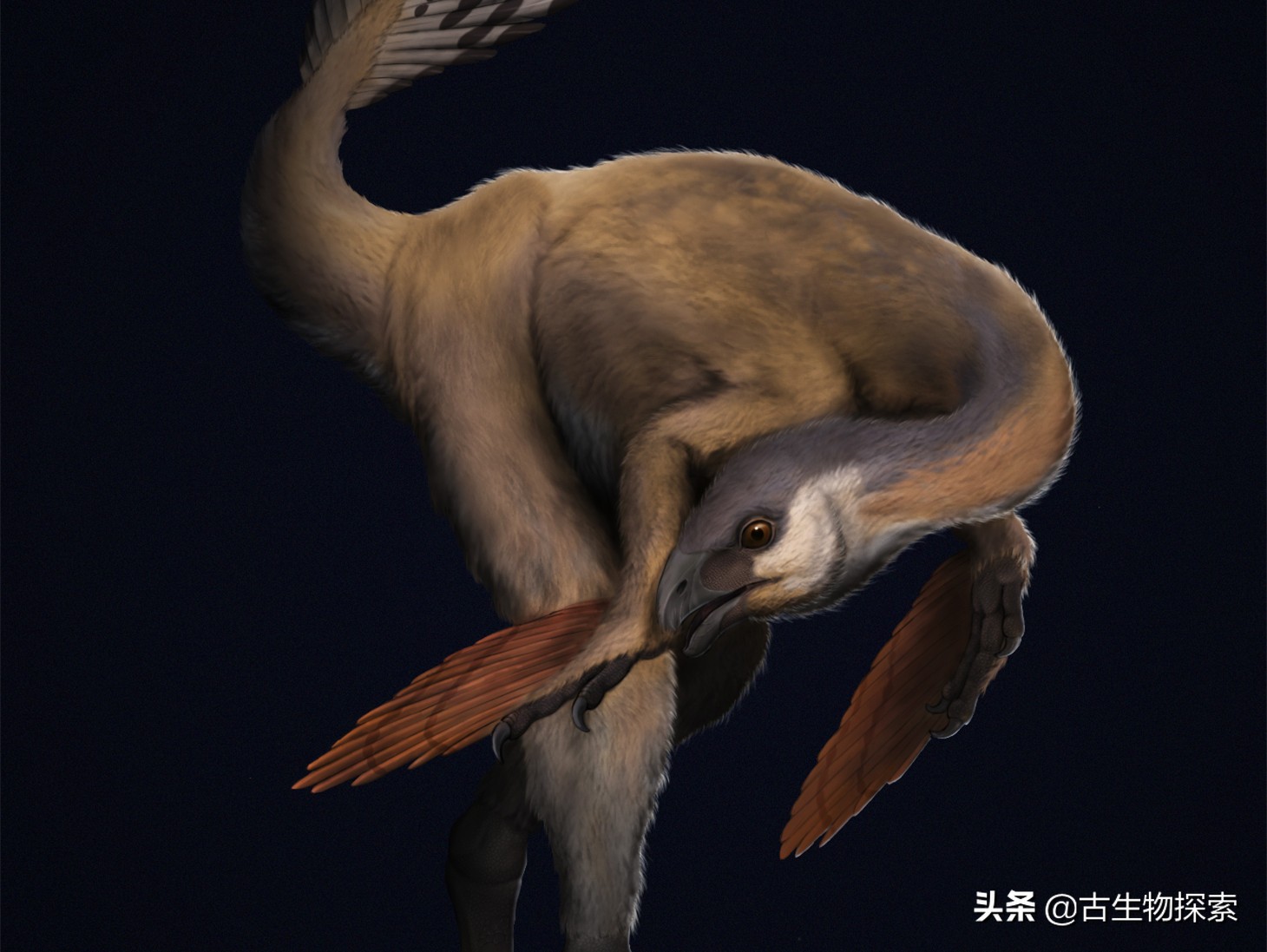 有羽毛和翅膀的恐龙叫什么恐龙,特厉害的恐龙是什么恐龙