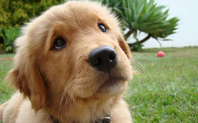 金毛8个月胆子特别小怎么办,金毛胆子小不敢出门怎么办