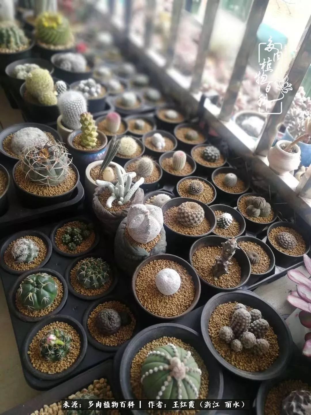 仙人球春天露养条件,仙人球露养条件