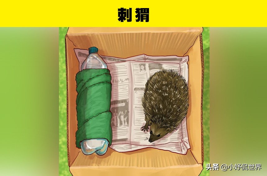 动物受伤处理视频,国家二级保护动物受伤了怎么处理