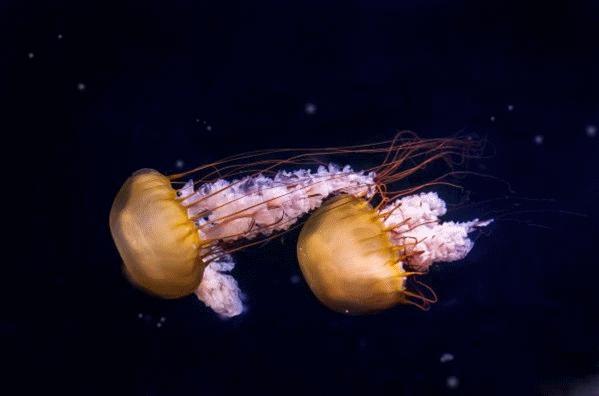 去不了海就去海洋馆,去不了大海就去海底世界