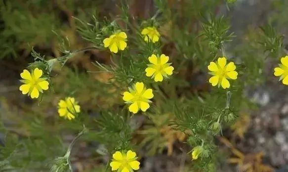 岩石花园景区,岩石园常用花卉